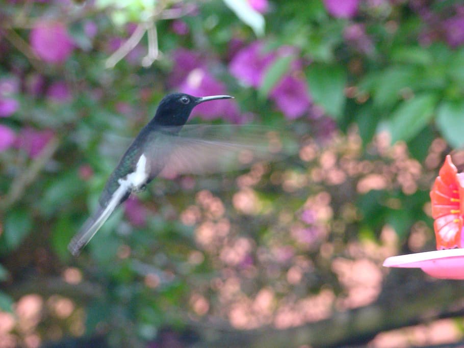 hummingbird, paige, flight of beija flor, colibri, bird, nature, wildlife, animal, beak, feather