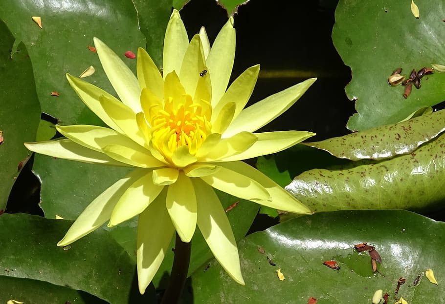 lily, flower, yellow, nymphaea mexicana, nymphaeaceae, yellow waterlily, mexican waterlily, banana waterlily aquatic, plant, flora