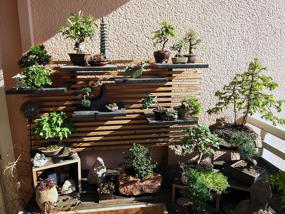 Bonsai, Garden, Nature, Japanese, Tree, bonsai garden, plant, potted plant, flower, day