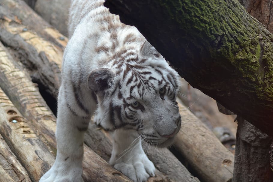 tiger, white, zoo, animal, mammals, tawny, majestic, wild, fur, predator