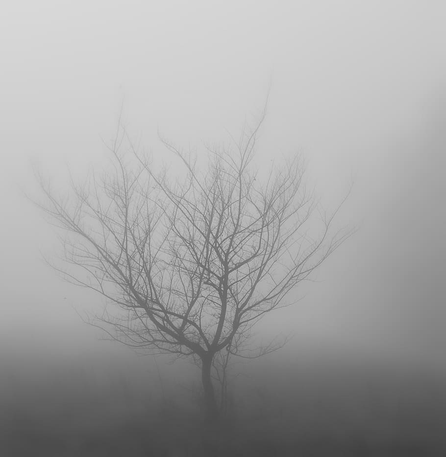 bare, tree, surrounded, fog, wood, winter, twilight, misty, nature, branch