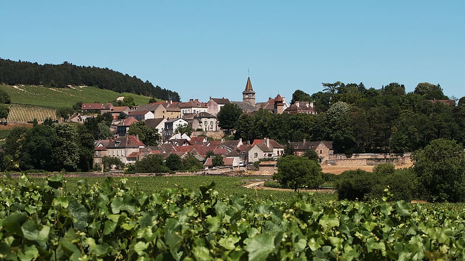 pueblo, borgoña, vides, viñedo, francia, uvas, vino, uva, grand crus, grandes vinos
