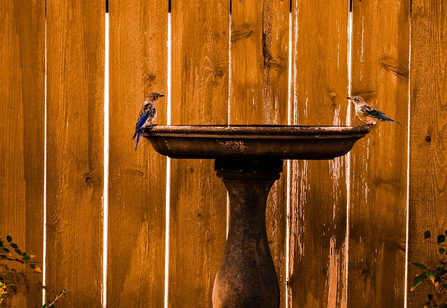 eastern bluebirds, nature, birdbath, wood - material, day, architecture, built structure, wall - building feature, metal, brown