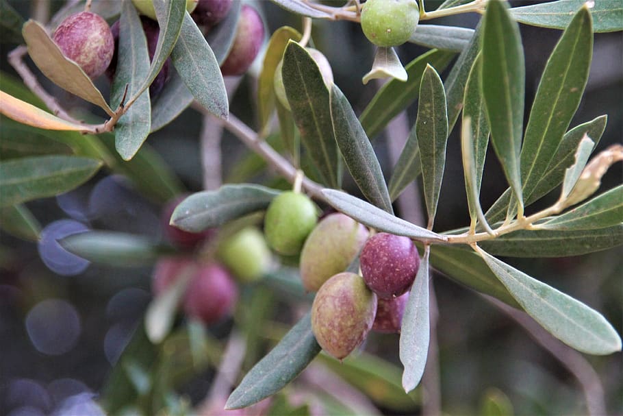 olivenast, pohon zaitun, alam, cabang zaitun, tanaman, pohon, hijau, cabang, buah-buahan, oelfrucht