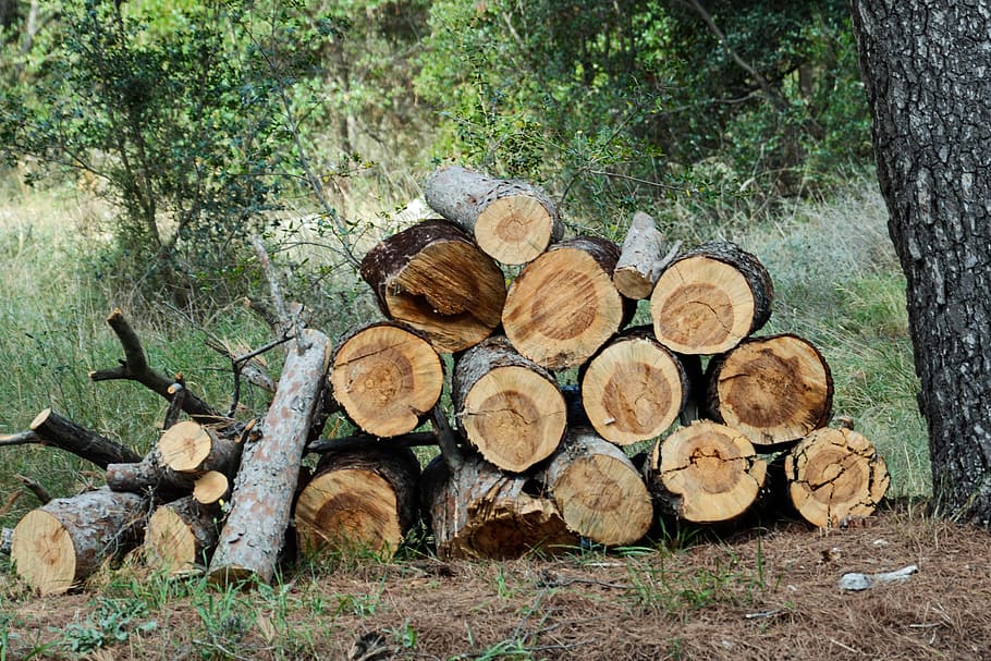 木, 自然, 森, 茶色, 木材, 丸太, 森林, 木材産業, fire, 森林伐採