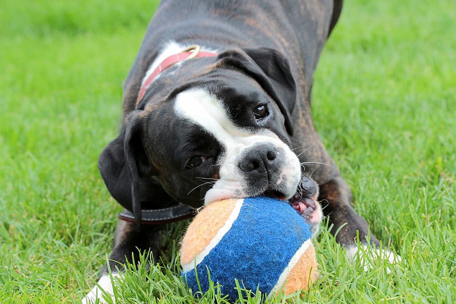 pitbull, playing, ball, dog, boxer, black and white, dog look, pet, animal, play