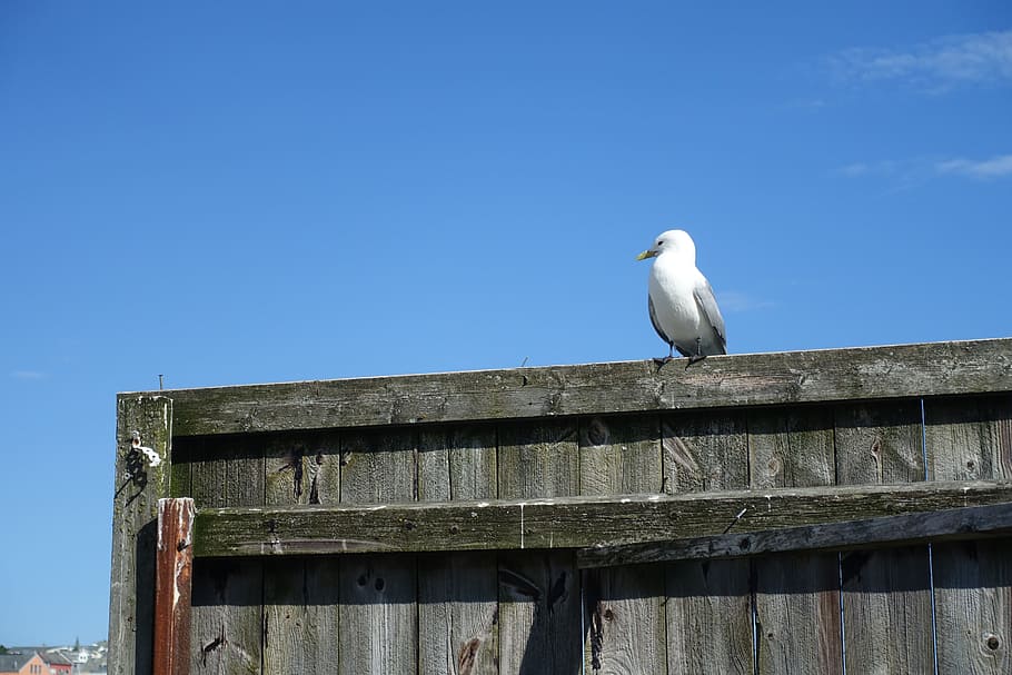 カモメ 海岸 港 観光 クリスチャンスン ノルウェー スカンジナビア 鳥 動物のテーマ 動物の野生動物 Pxfuel
