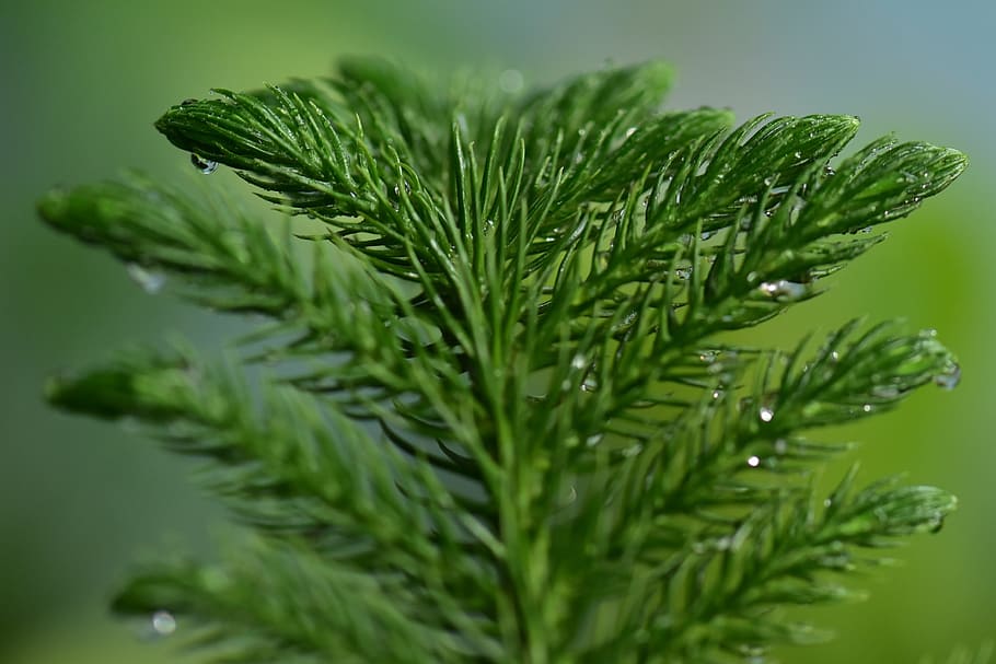 モミ トウヒ 針葉樹 松の葉 新鮮で濡れた自然 ミスト 植物 緑の色 葉 植物の部分 Pxfuel