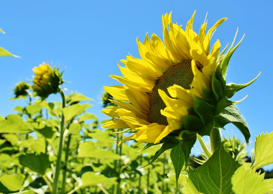 close-up photo, sunflower, sun flower, yellow, petal, petals, flower, garden bloom, blossom, bloom