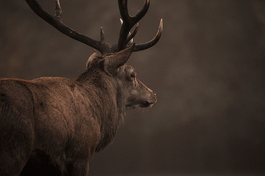 red deer, stag, nature, deer, wildlife, antlers, animal, male, wild, mammal