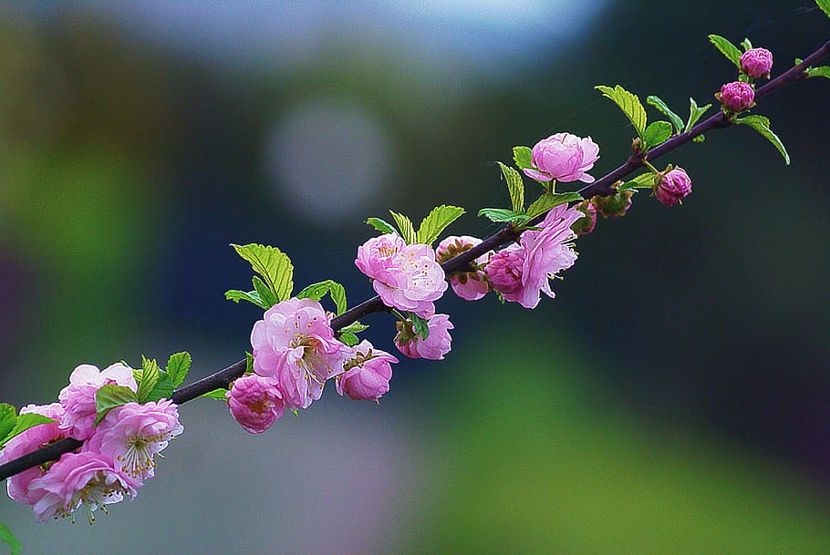 selective, focus photography, pink, flower, almond, almond flowers, almond twigs, flourishing, flowering, spring