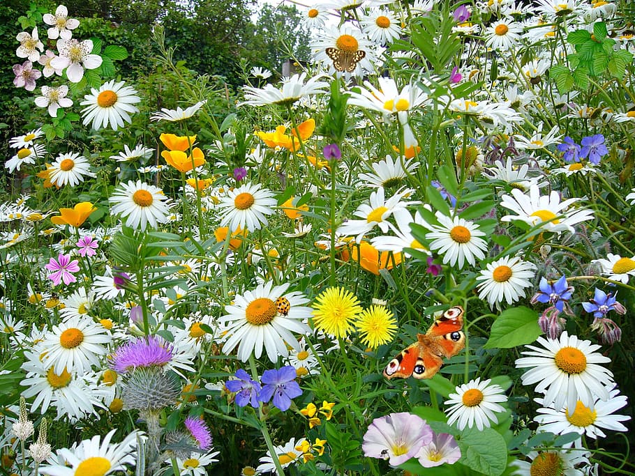 assorted, colors, flowers garden, flowers, garden, wild flowers, wild plants, nature, oz-eye daisy, peacock butterfly