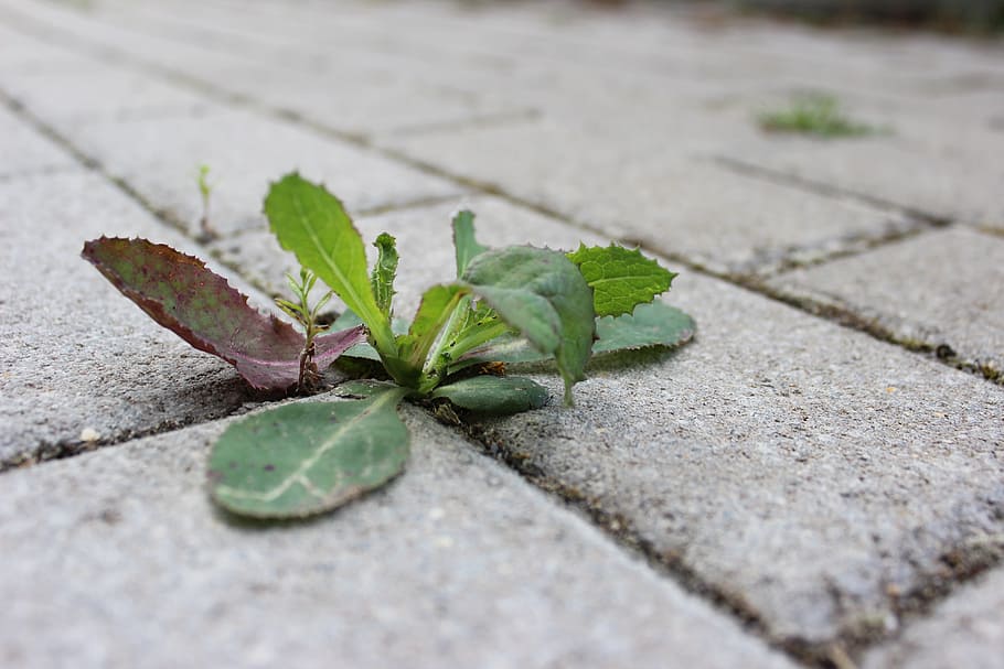 weed, stone, away, plant, sidewalk, overgrown, close, patch, area, nature
