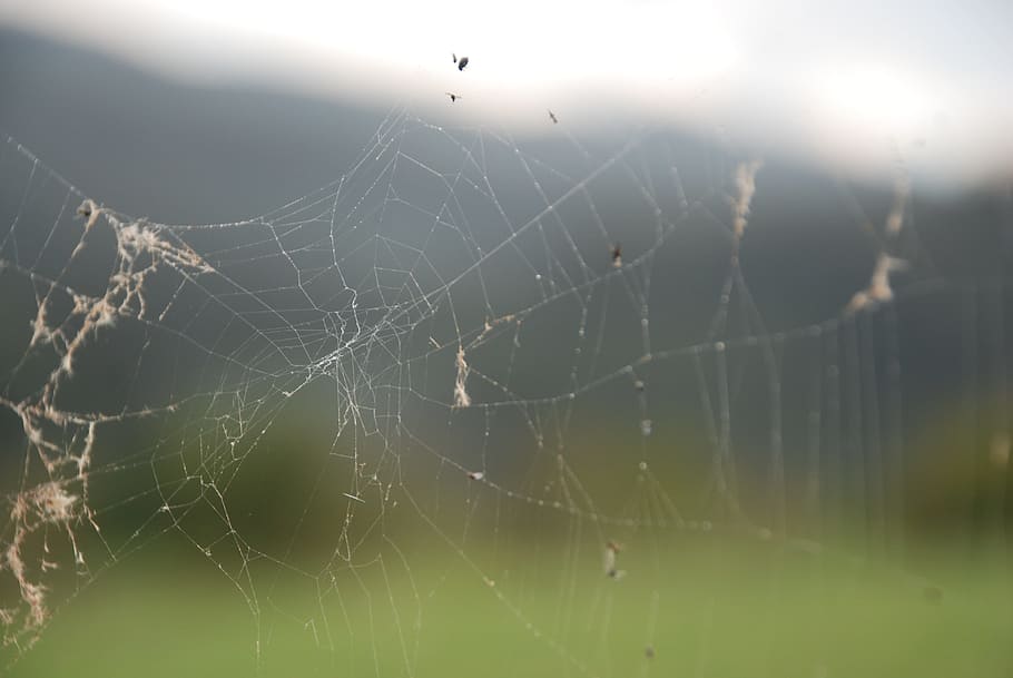 cobweb, spider, nature, arachnophobia, bugs, network, fabric, spider tiger, animal, fabric chandelier