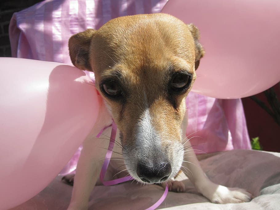 jack russel, doggy, dog, animal, pet, dogs, animals, pink, pets, domestic