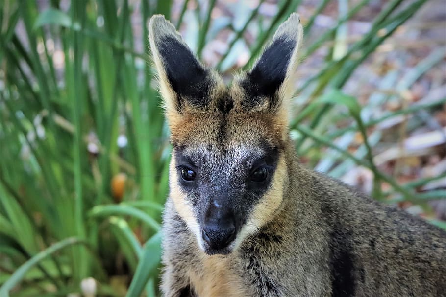 close up, face, black footed rock wallaby, marsupial, native, adelaide, animal, australia, black, ears