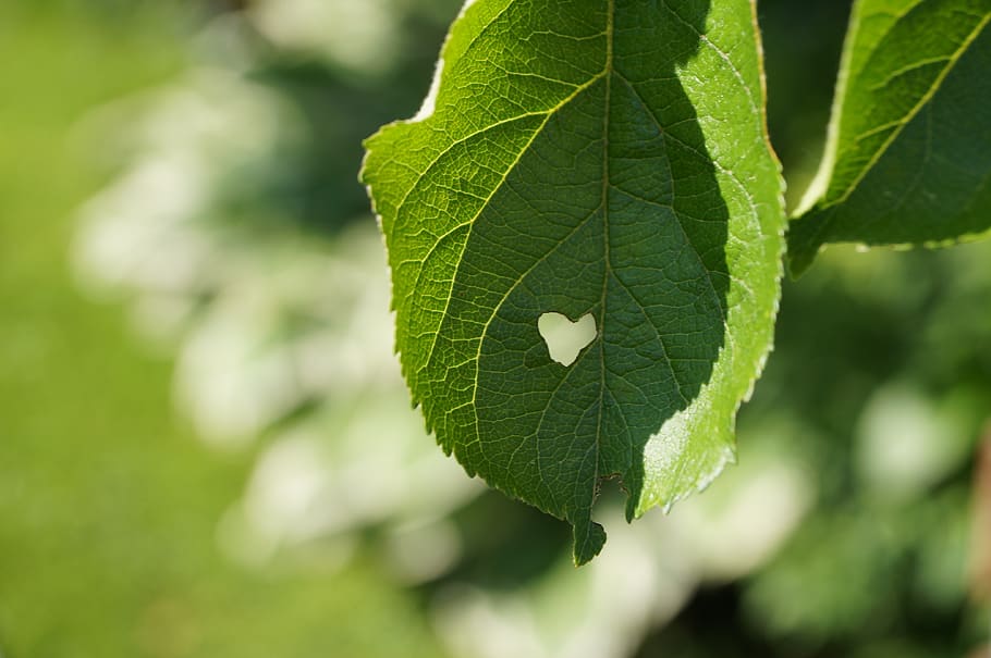 leaf, heart, summer, green, nature, eaten on, plant part, green color, plant, focus on foreground