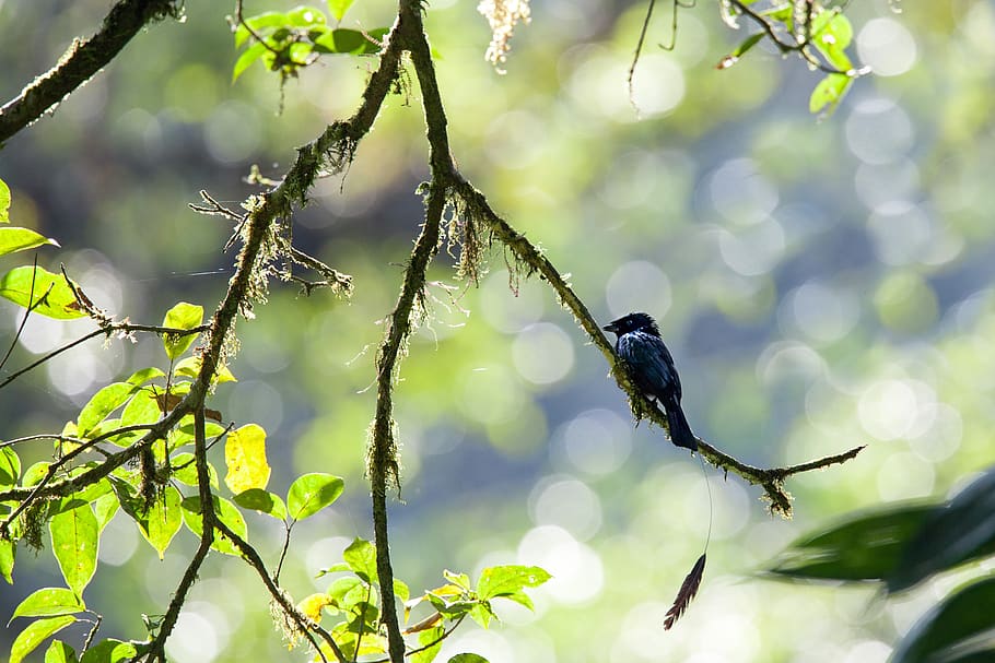 wild birds, rainforest, the user with the option to review, drongo, harry the salak mountain national park, java island, indonesia, plant, animal, tree
