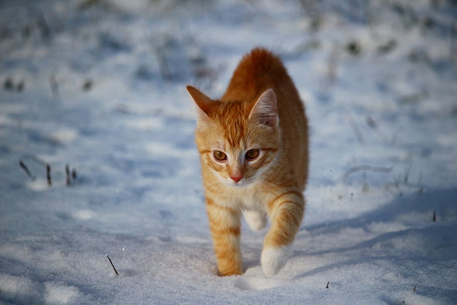 coklat, kucing betina, kucing, berjalan, salju, anak kucing, kucing merah, kucing muda, kucing betina merah, musim dingin