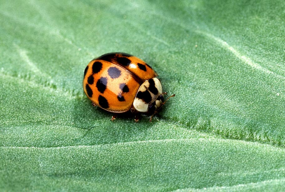 macro photography og, orange, asian ladybug, leaf, Ladybug, Beetle, Insect, Nature, lady bug, red