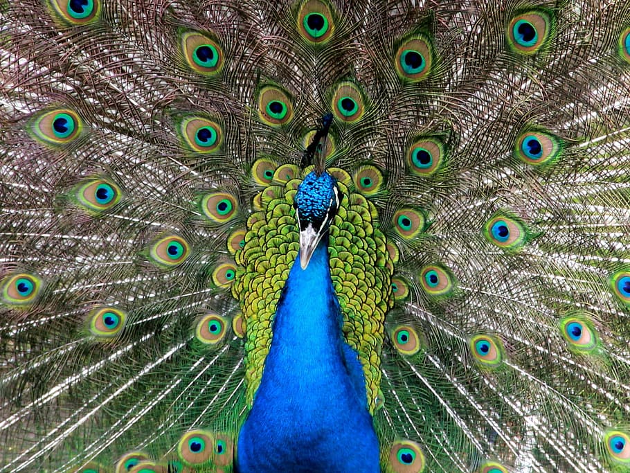 peacock, wheel, beat rad, feather, pride, bird, peacock wheel, animal themes, animal, vertebrate