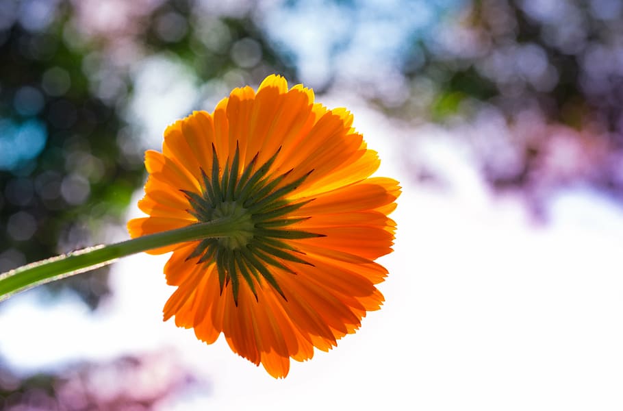 orange, calendula, flower, low-angle, selective-focus, photography, pot marigold, colorful, marigold, garden