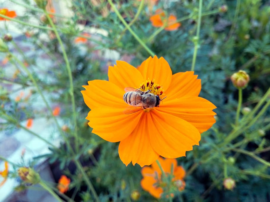 kurdistan, iraq, hang, bee, bees, insect, flower, orange, grass, nature