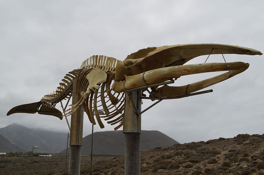Whale, Skeleton, Sculpture, whale skeleton, wal, tenerife, huge, monument, figure, north coast