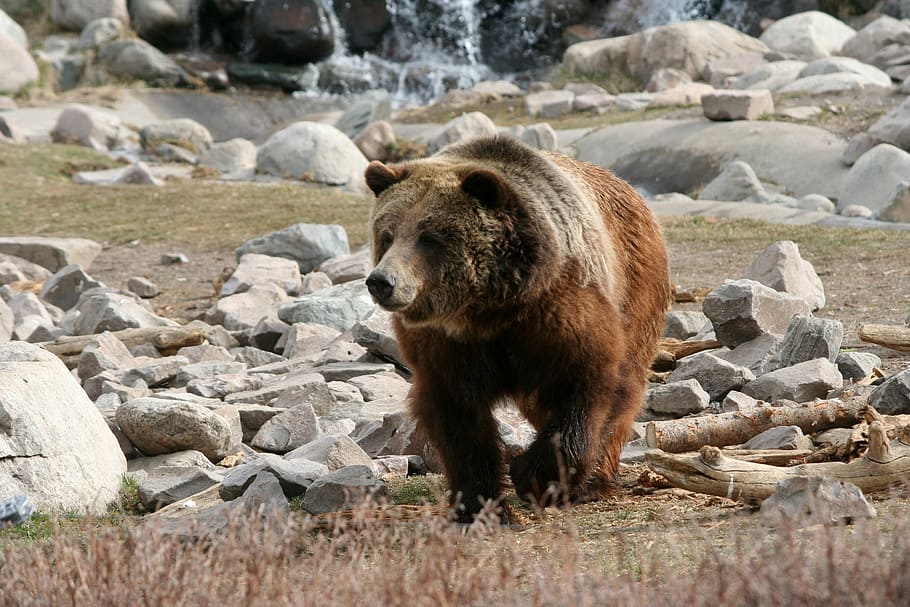 brown, bear, yellowstone, national, park, Brown Bear, Yellowstone National Park, Wyoming, photos, grizzly bear