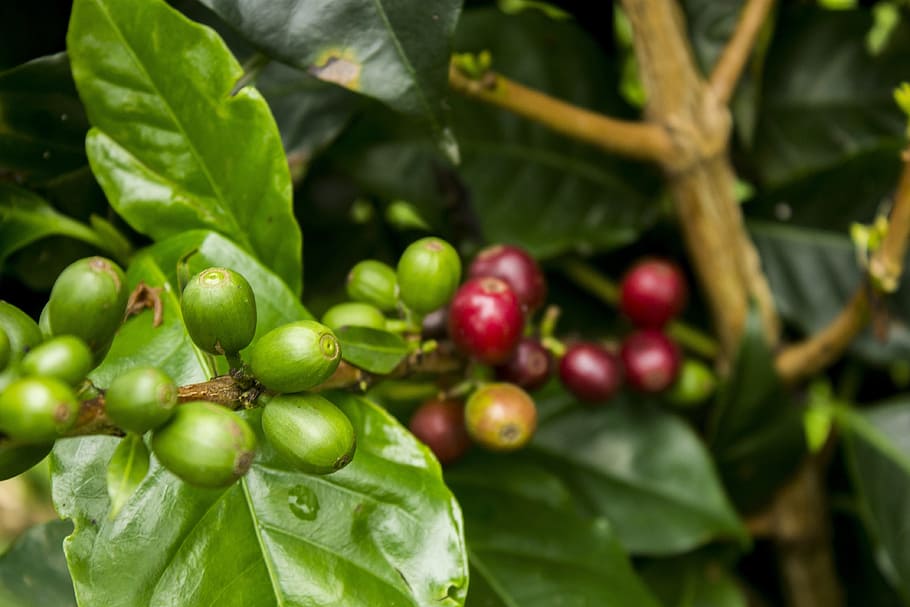 coffee, red, green, mature, nature, fruit, food, plant, shrub, leaves