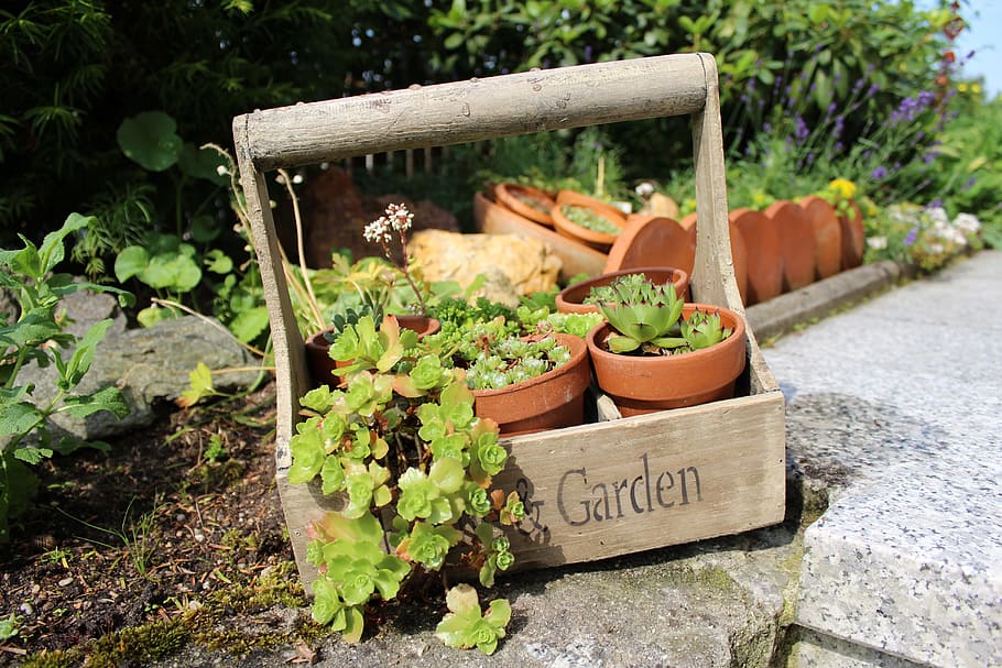 green, succulent, plant, pot, brown, wooden, crate, Wood, Basket, Garden