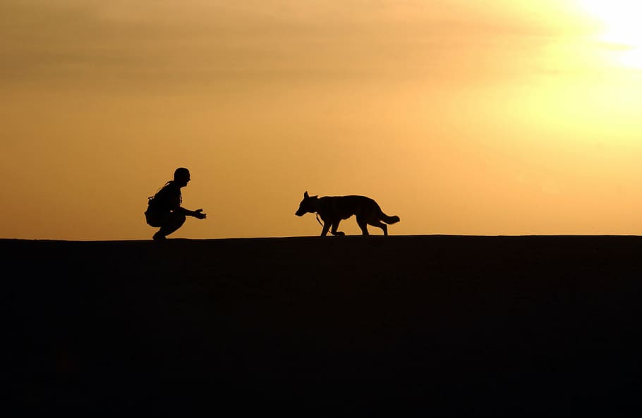 silhouette, man, adult german shepherd, sunset, dog, trainer, silhouettes, german shepherd, horizon, canine