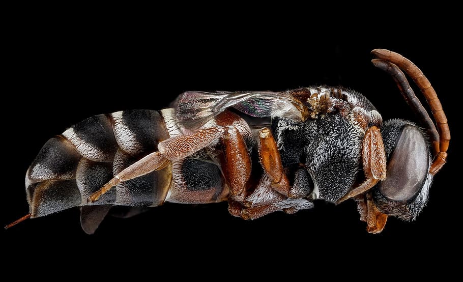 close-up photo, black, yellow, wasp, bee, parasitic, macro, bug, insect, close up