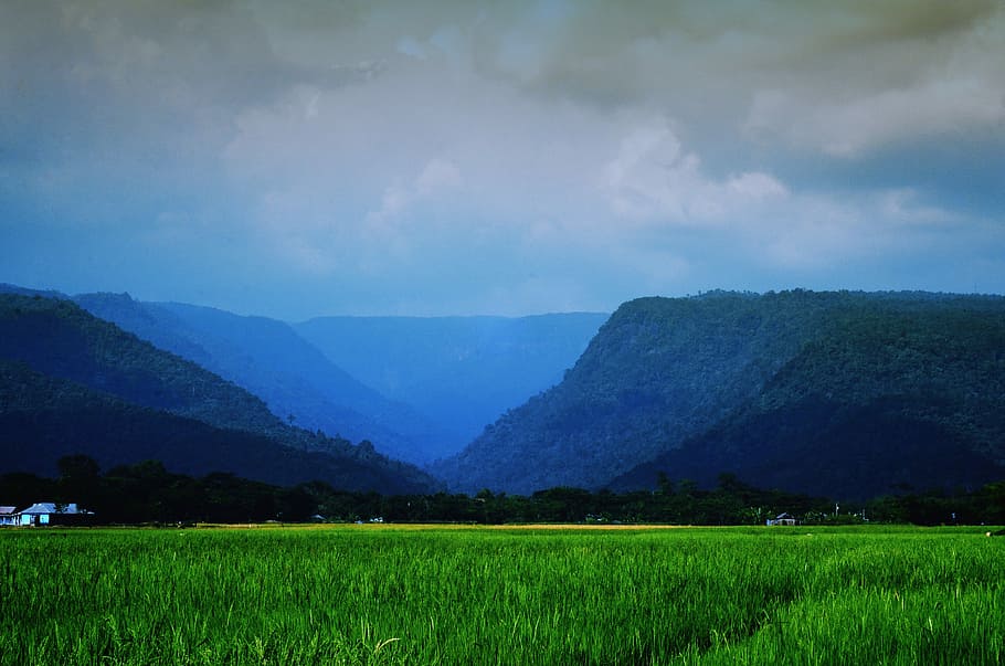 green grass field, Landscape, Sylhet, Nature, Hills, green, cloud, sky, travel, asia