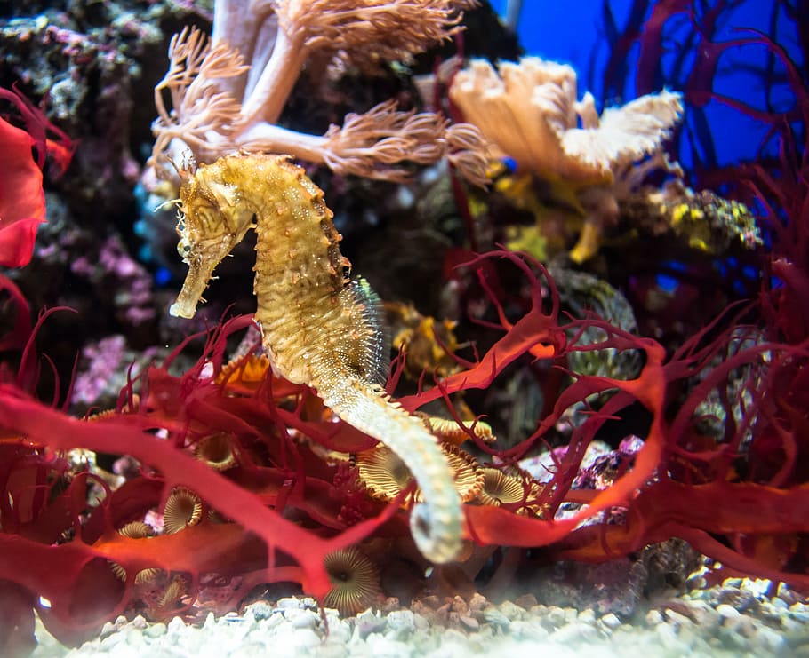 brown seashorse, red, water, fish, golden, aquarium, seahorse, underwater, sea life, crustacean