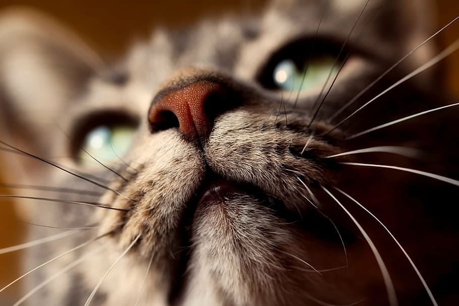 close, cat portrait phot, cat, animal, pet, closeup, macro, feline, hdr, cute