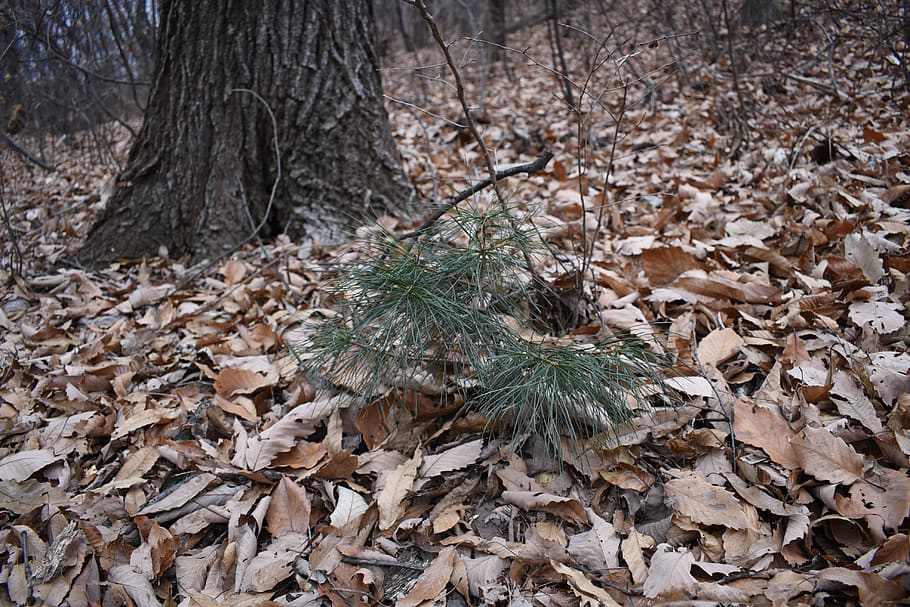young, pinus koraiensis, wood, winter, leaves, pine tree, land, tree, plant, nature