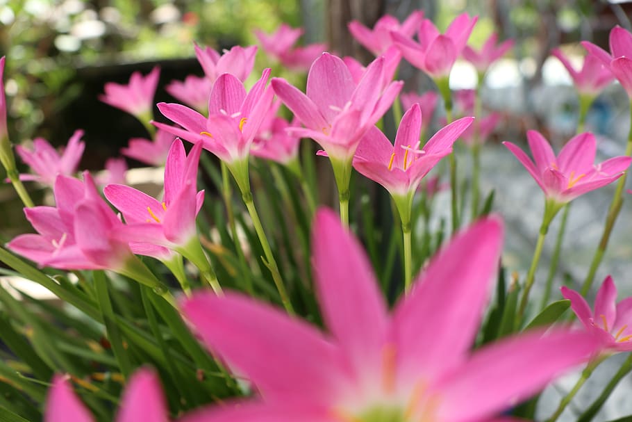 flor rosa, grande y pequeña, una y múltiples, jardín, planta floreciente,  flor, planta, frescura, color rosado, vulnerabilidad | Pxfuel