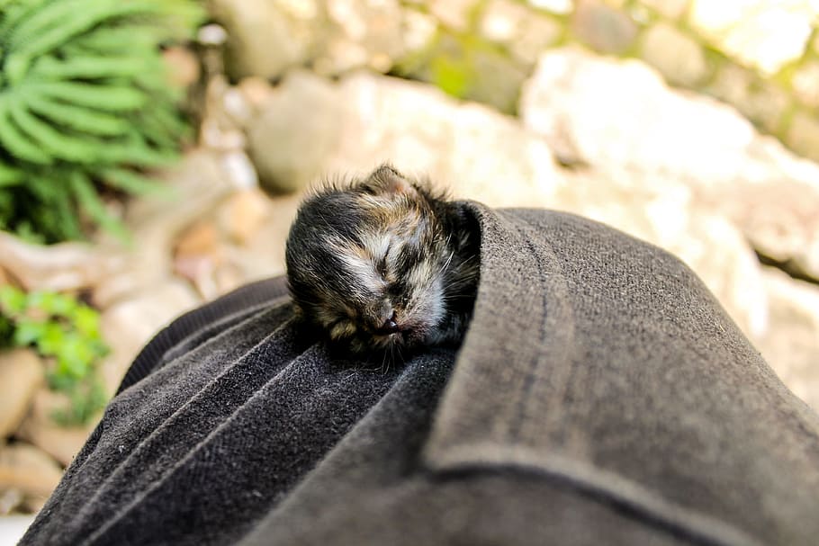 tortoiseshell kitten, gray, pocket, kitten, newborn cat, sleeping kitten, zsebcica, animal, cute, domestic cat