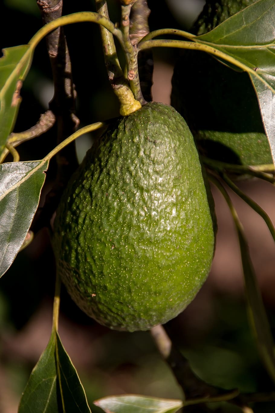 hass avocado, fruit, tree, ripe, food, healthy, green, growing, close-up, food and drink