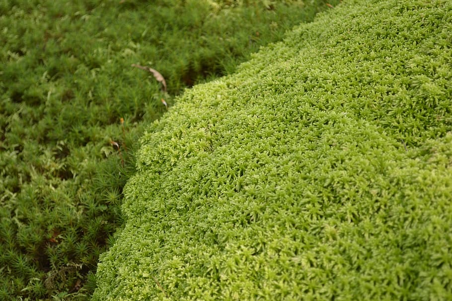 moss, grass, green, texture, japan, plant, natural, hakone, green color, growth