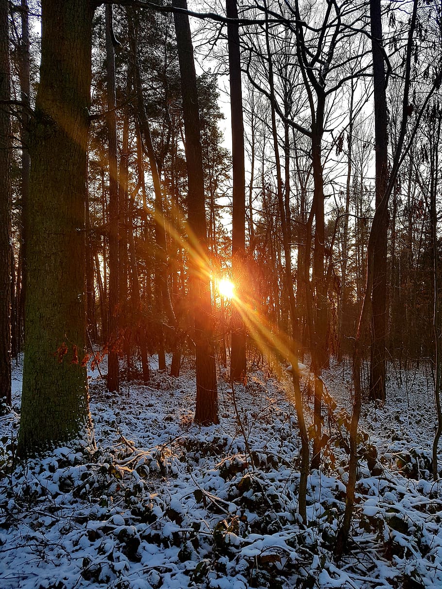 sunset, sun, forest, tree, snow, winter, cold temperature, plant, land, tranquility