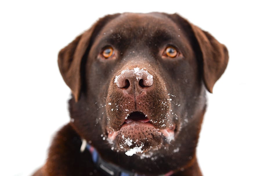 adult chocolate labrador retriever, labrador, brown, dog, happy, animal, pet, retriever, cute, portrait