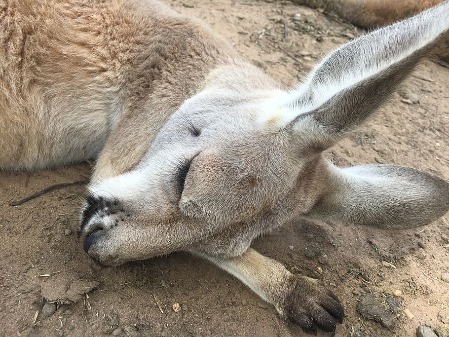 sleeping kangaroo