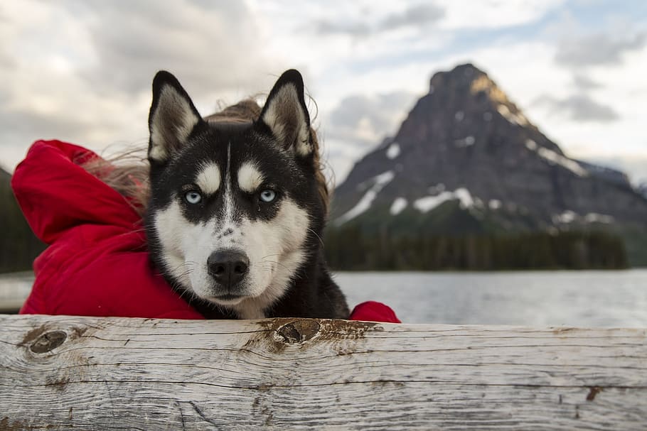 selectivo, foto de enfoque, siberiano, husky, perro, canino, retrato, perro de trineo, mirando, animal