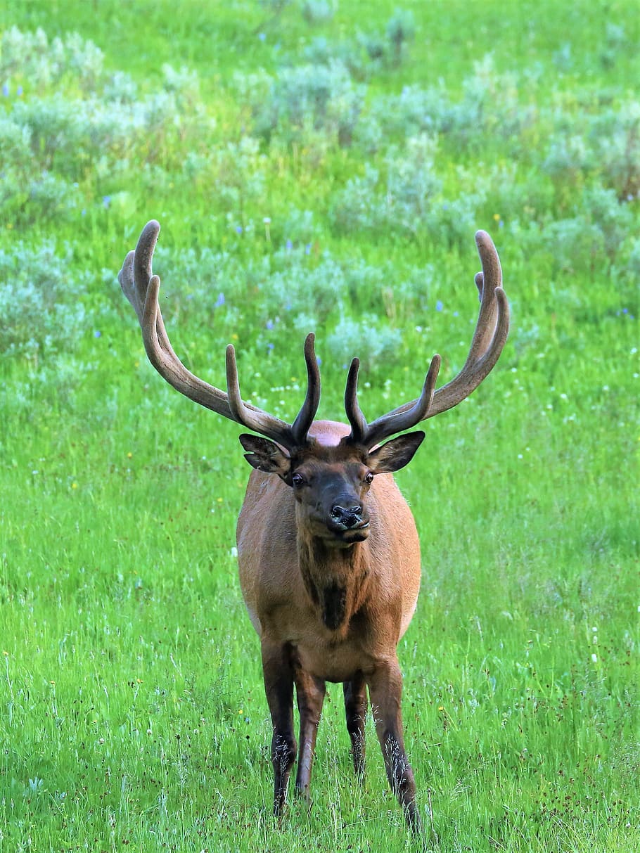 brown, deer, green, grass field, daytime, elk, animal, mammal, horn, yellowstone