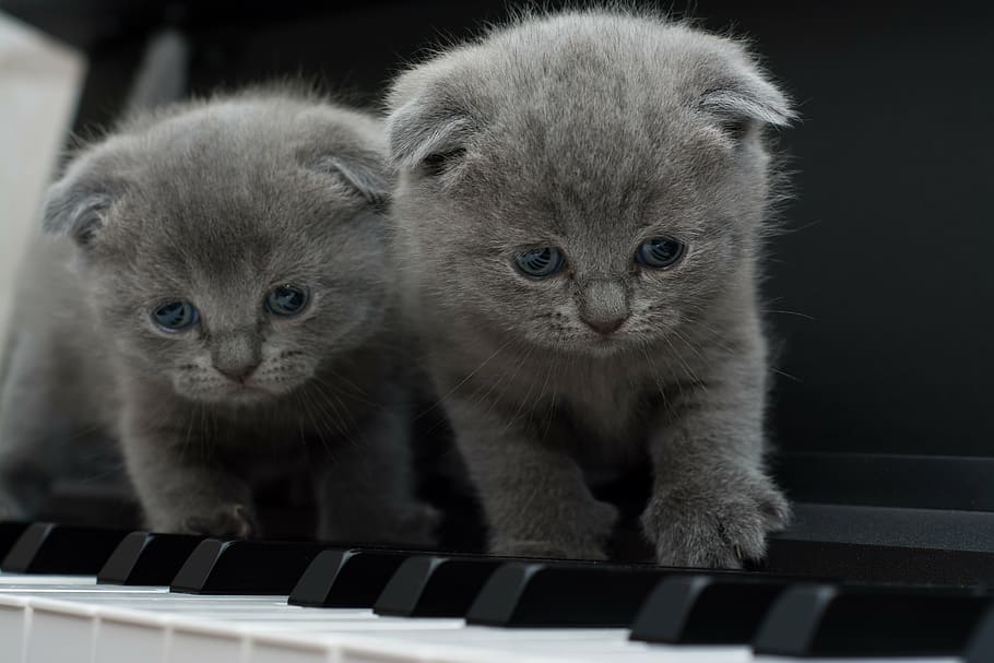 two, short-coated, gray, kittens, cat, cats, kitty, piano, looking at camera, domestic cat