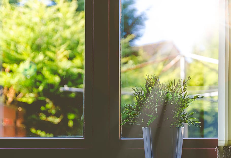 green indoor plant, house, home, residential, windows, panes, potted, plants, sun, light