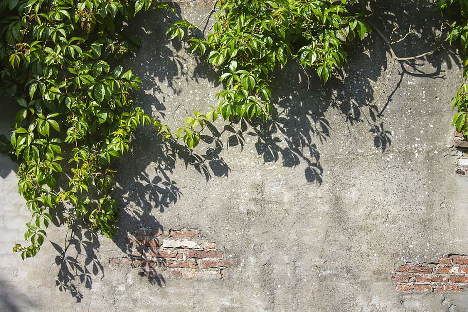 green, leaf plant, wall, stone, stones, old, vintage, old wall, texture, structure