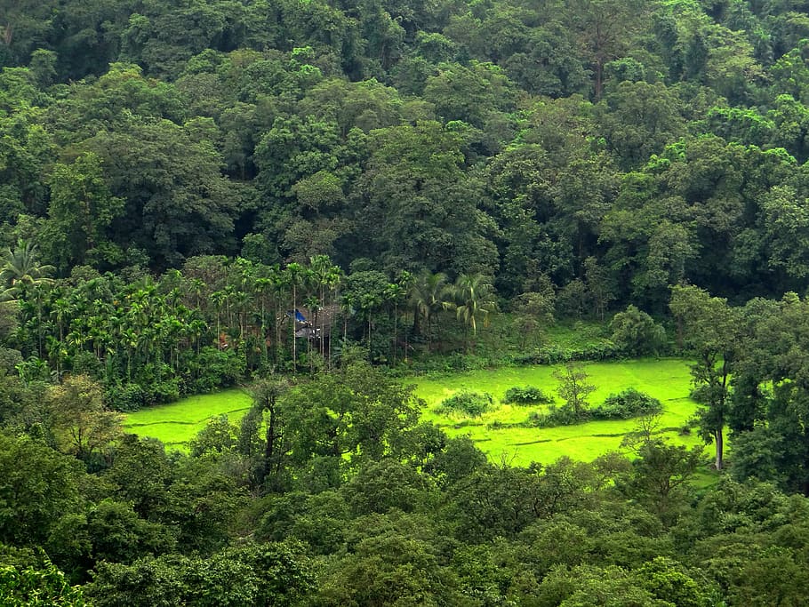forests, valley, nature, mountains, scenic, western ghats, sahyadri, india, goa, tree